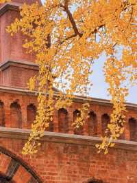 深秋限定！上海聖三一教堂銀杏與穹頂的絕美邂逅