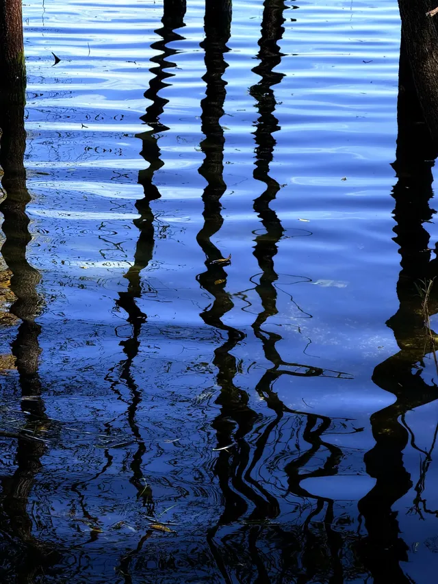 12月洱海!闖入現實版《小森林》紅杉秘境! 12月洱海!闖入現實版《小森林》紅杉秘境!