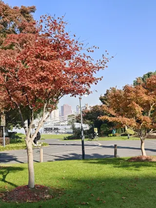 12.6라이브 실사 세계박람회원 은행나무 농도 10000000%