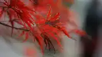 紅葉〡12.7古猗園的橙紅美景