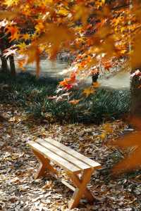 上海金山·花開海上 今年份的紅葉