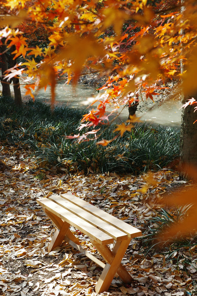 上海金山·花開海上 今年份的紅葉 上海金山·花開海上 今年份的紅葉