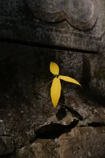 願い事をするとき、自分が何を望んでいるのかがはっきりします