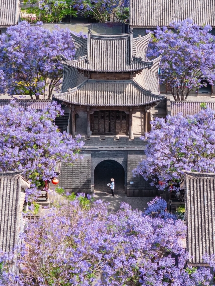Kunming Jacaranda｜Head to a Citywide Purple-Blue Romance in Mid