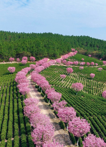 十思园·樱花白茶田(采茶体验) 参考图 2