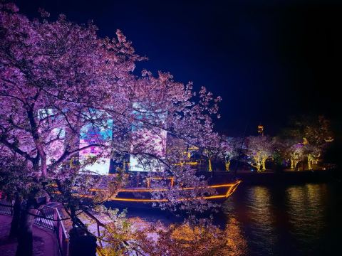 夜桜 | Trip.com 無錫