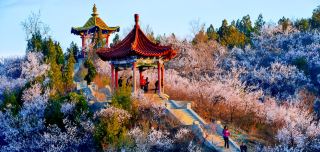 สำรวจเมืองเล็กๆ ในมณฑลเหลียวหนิงช่วงฤดูใบไม้ผลิ: ดอกไม้บานสะพรั่งในเมืองไกโจวและจางหวู่