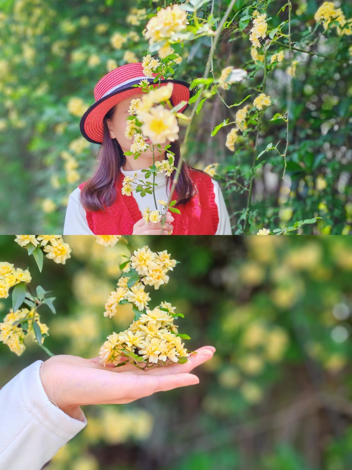 呉江の大規模な黄木香の花壁がとても写真映えします | Trip.com 蘇州