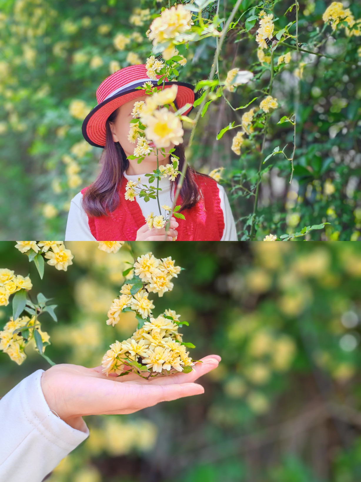 呉江の大規模な黄木香の花壁がとても写真映えします | Trip.com 蘇州