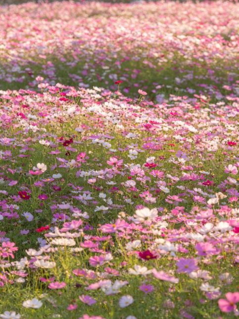 Jinhua's June Three Flower Sea Check-in List is here | Trip.com Jinhua