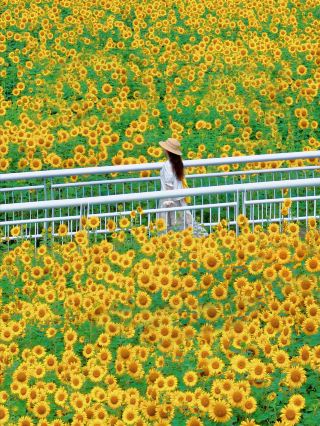 Hangzhou Dongsha Lake Park · Sunflower field ultimate guide