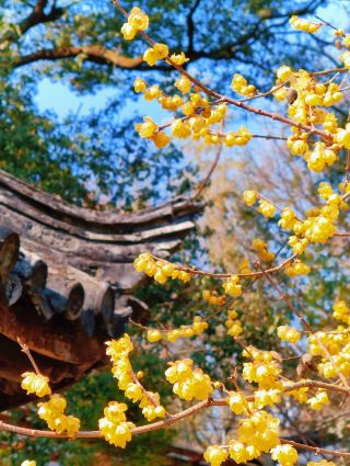 常熟踏梅之興福禪寺