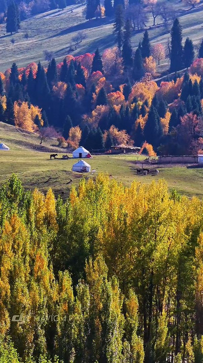 Ili · Autumn Pastoral] — No lavender, but endless golden