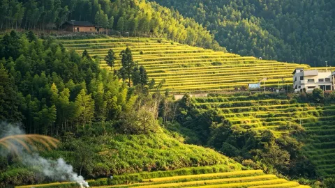 Must-see golden rice waves in Wuyi this autumn, a must-visit for the National Day holiday — traveler post in Nanping