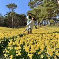 곧 시작되는 수선화 축제🌼
