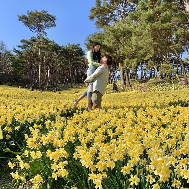 곧 시작되는 수선화 축제🌼