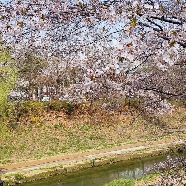 핫한 청리단길 근처 떠오르는 인천 벚꽃🌸명소 굴포공원