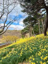 수선화 천국 서산 유기방가옥🌼