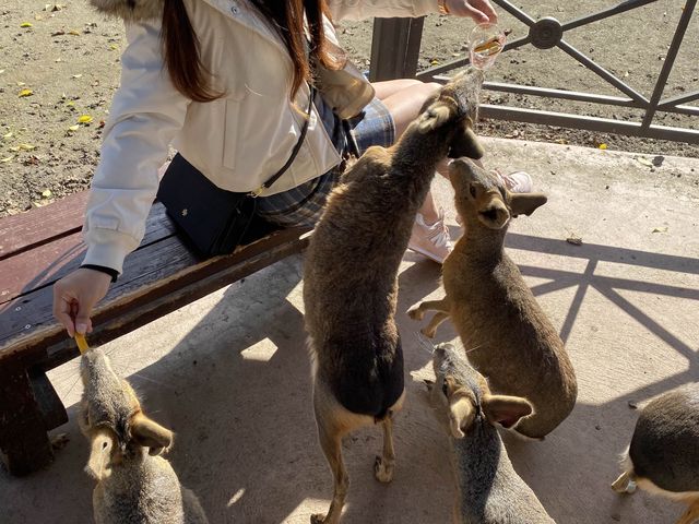 可極近距離接觸動物❤️可愛到融化了