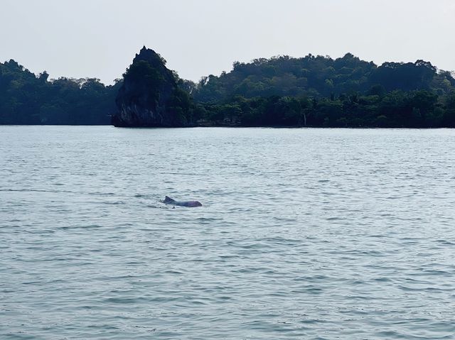 Pink Dolphins at Khanom, Nakhon Si Thammarat 