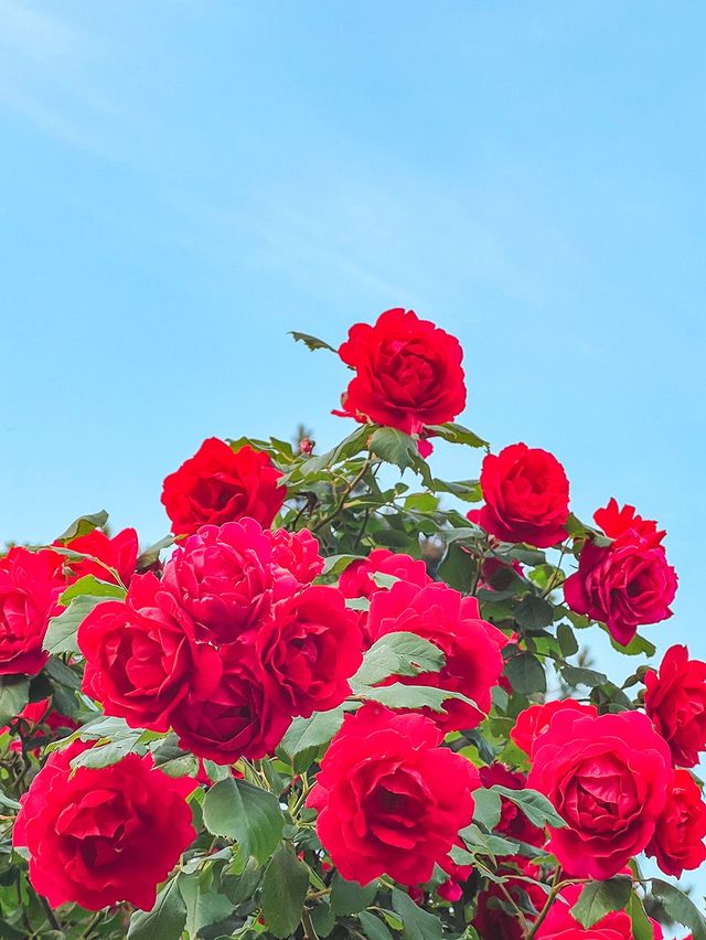 어린이대공원에 위치한 장미스팟🌹