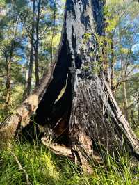 Valley of the Giants 🇦🇺🌏 TingleTrees400yrs