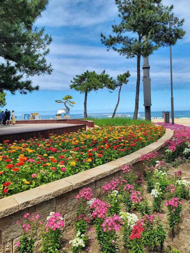 날씨 좋은날엔 강릉 경포해변🏖하세요!
