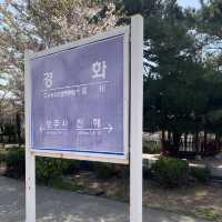 경남의 벚꽃명소 중 하나인, 진해 경화역