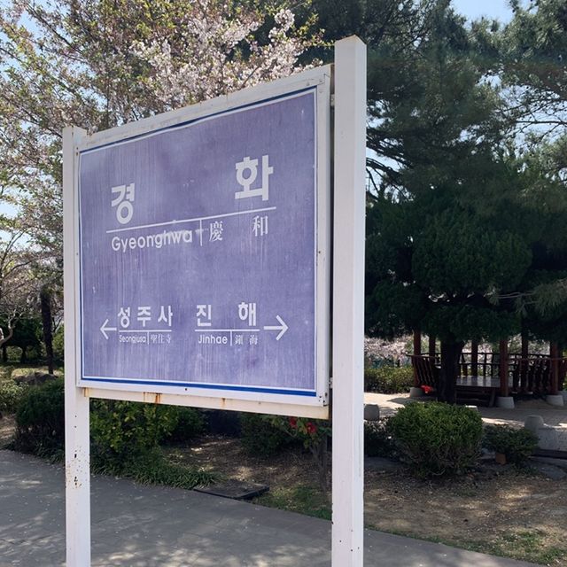 경남의 벚꽃명소 중 하나인, 진해 경화역