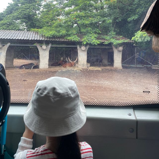 🇹🇭泰國曼谷| Safari World親子遊好去處