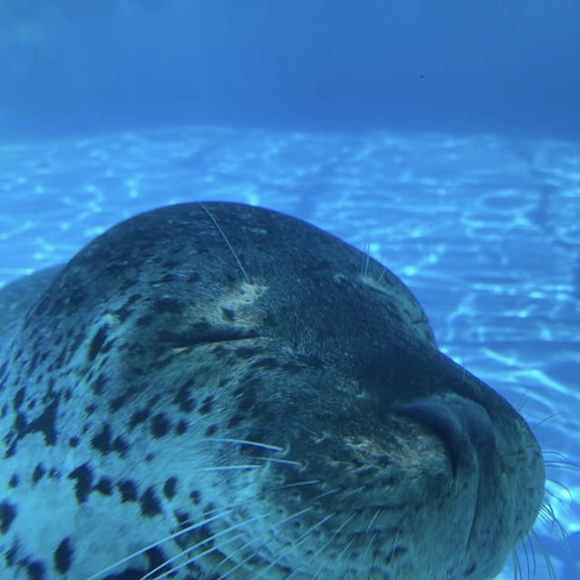 海洋奇妙～新潟市水族館 Marinepia 日本海🐠🌊🐙