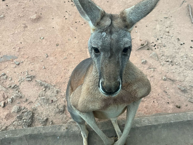 好玩的深圳野生動物園