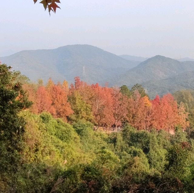 紅叶斜落我心寂寞時!