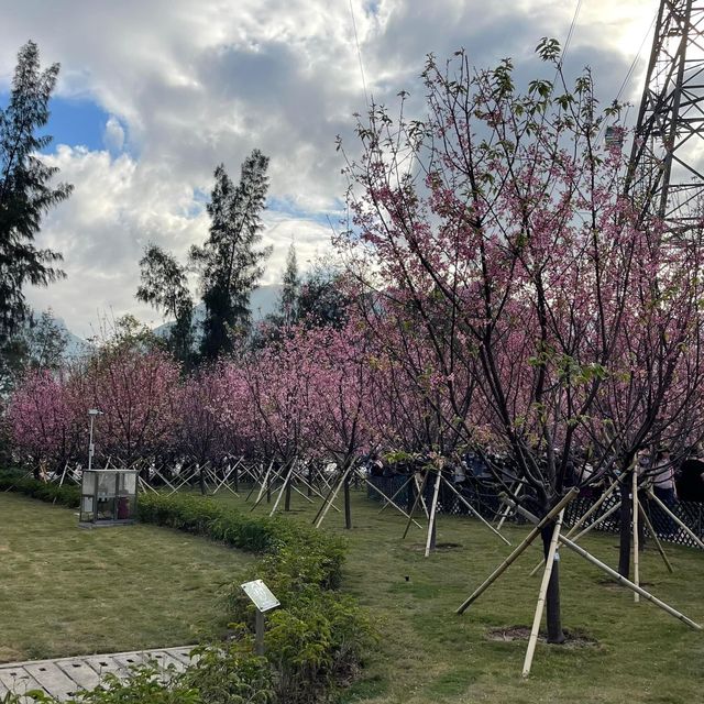 情人節櫻花樹下浪漫🌹合照🫶🏻情人節必去