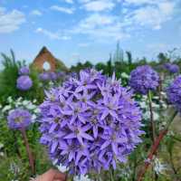 สวนดอกไม้เชียงใหม่ I Love Flower Farm