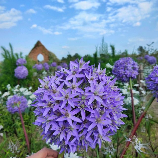 สวนดอกไม้เชียงใหม่ I Love Flower Farm