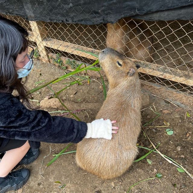 埔心牧場 餵食之旅 埔心牧場 餵食之旅