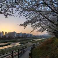 2023년 3월  안양천벚꽃 