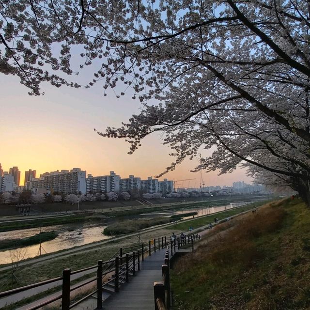 2023년 3월  안양천벚꽃 