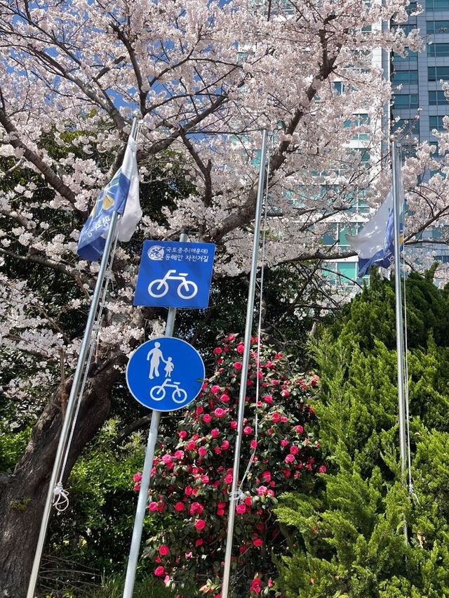 부산의 동백꽃 벚꽃 명소 🌺🌸💖