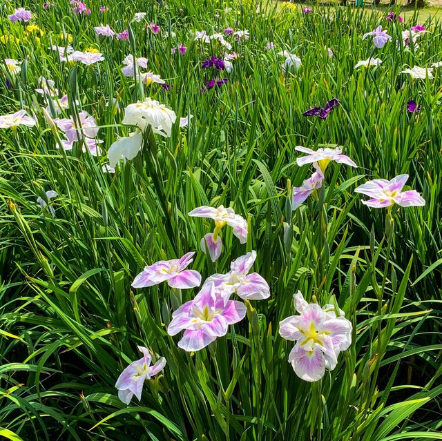 เทศกาลดอกไอริส 花じょうぶ祭