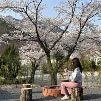 벚꽃피는 시즌에 가야하는 벚꽃맛집 숙소🌸