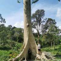 Fun Day in Borneo Happy Farm