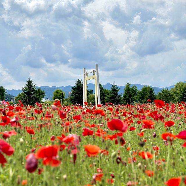 자라섬 봄꽃축제