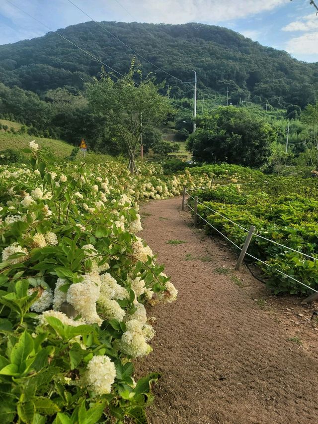 내년 수국시즌이 기대되는 가덕도 야생화단지💚