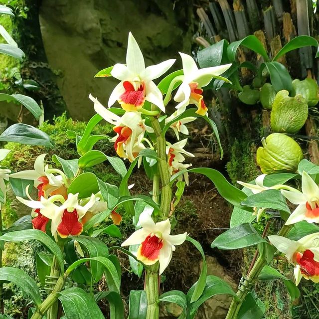 Singapore National Orchid Garden @ Botanics