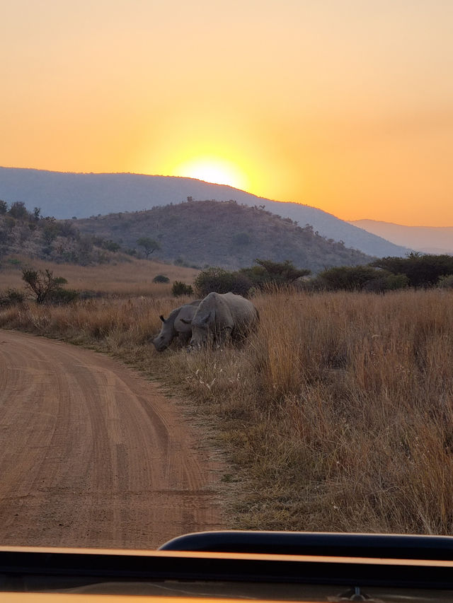 The Safari Drive At Pilanesberg National Park