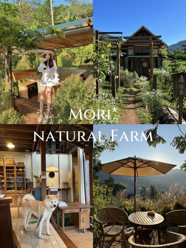 ไปเที่ยว Mori Natural Farm ที่เชียงใหม่กัน!🌳
