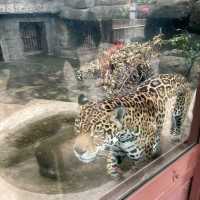 まるでサバンナ？天王寺動物園