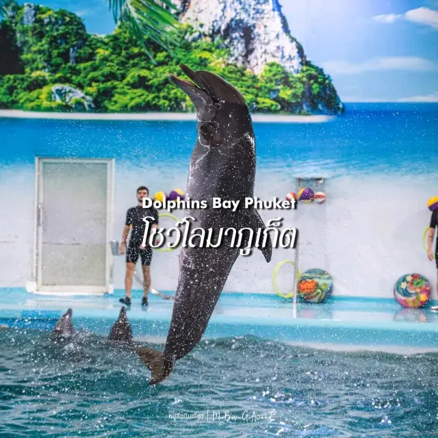  ดูแมวน้ำ 🦭 เล่นกับโลมา 🐬
Dolphins Bay Phuket